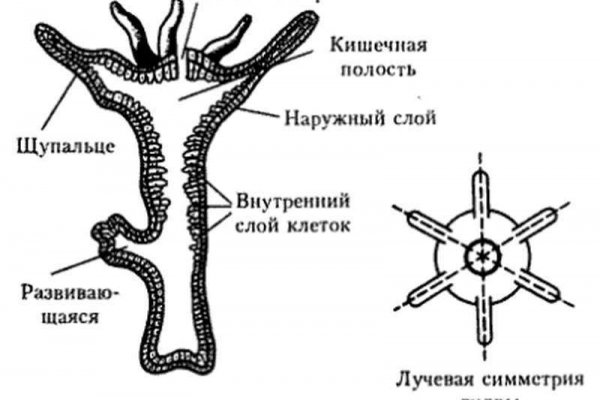 Kraken 12 at что это